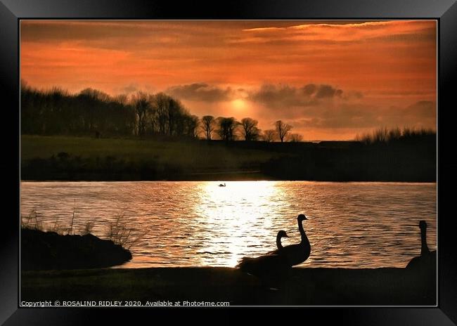 Geese in the sunset Framed Print by ROS RIDLEY