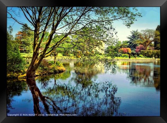 Thorp Perrow Lake reflections Framed Print by ROS RIDLEY