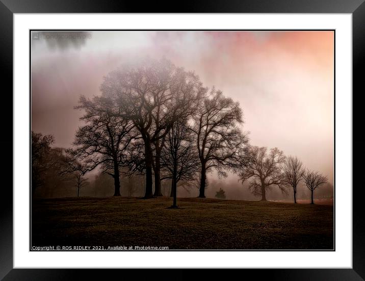  Foggy trees  Wynyard Winter Framed Mounted Print by ROS RIDLEY