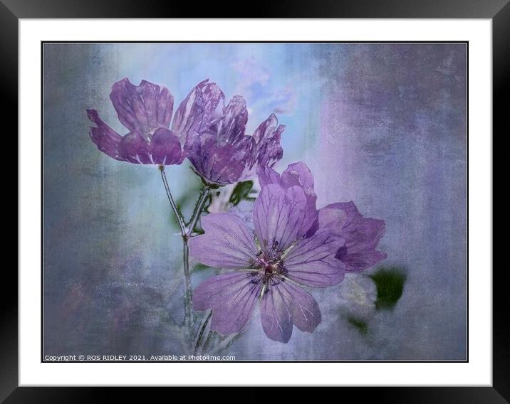 Colourful Cranesbill Framed Mounted Print by ROS RIDLEY