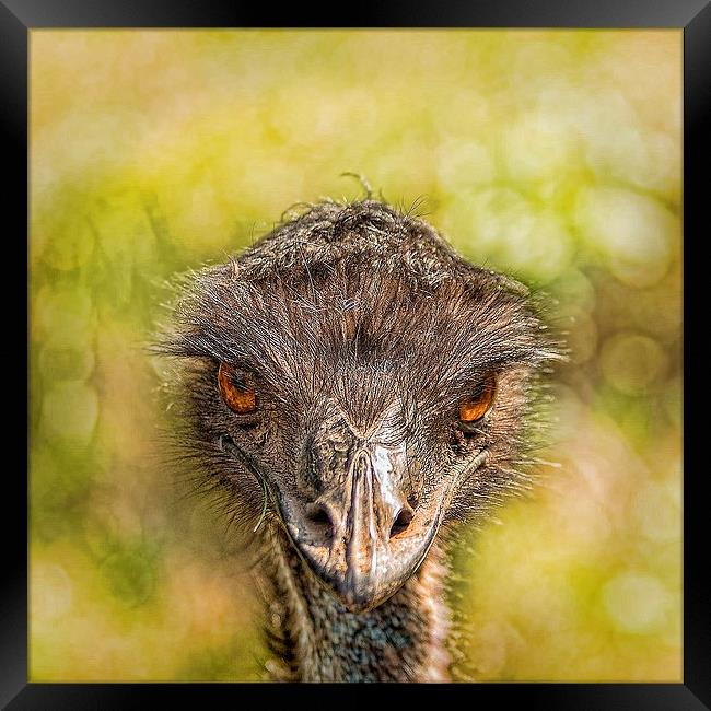  AUSTRALIAN EMU Framed Print by paul willats