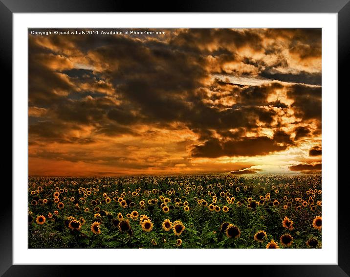  SUNFLOWERS Framed Mounted Print by paul willats