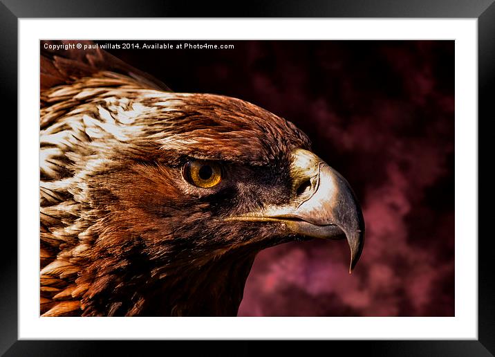  EAGLE Framed Mounted Print by paul willats