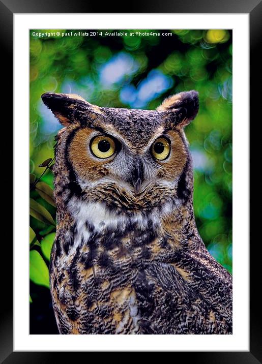 GREAT HORNED OWL Framed Mounted Print by paul willats