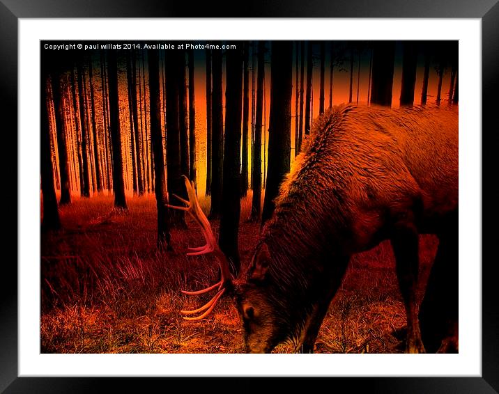  FOREST SUNSET Framed Mounted Print by paul willats