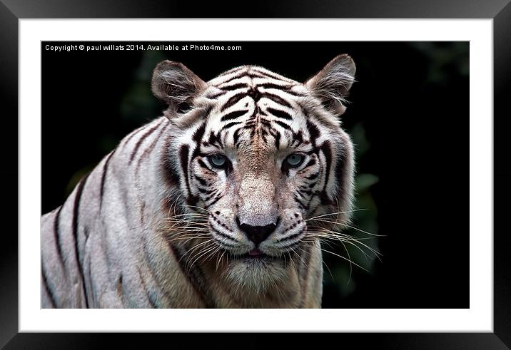 WHITE TIGER  Framed Mounted Print by paul willats
