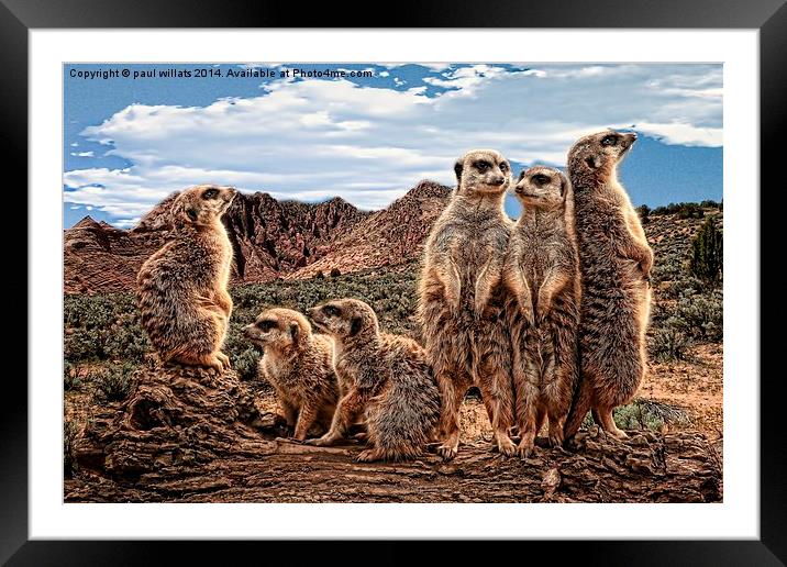 MEERKAT FAMILY  Framed Mounted Print by paul willats