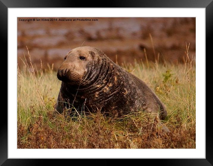  Sunbathing Seal Framed Mounted Print by Ian Hides