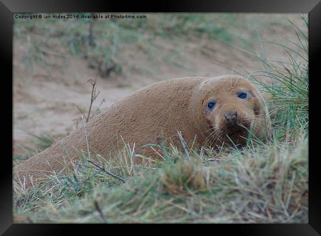  Sand covered Seal Framed Print by Ian Hides