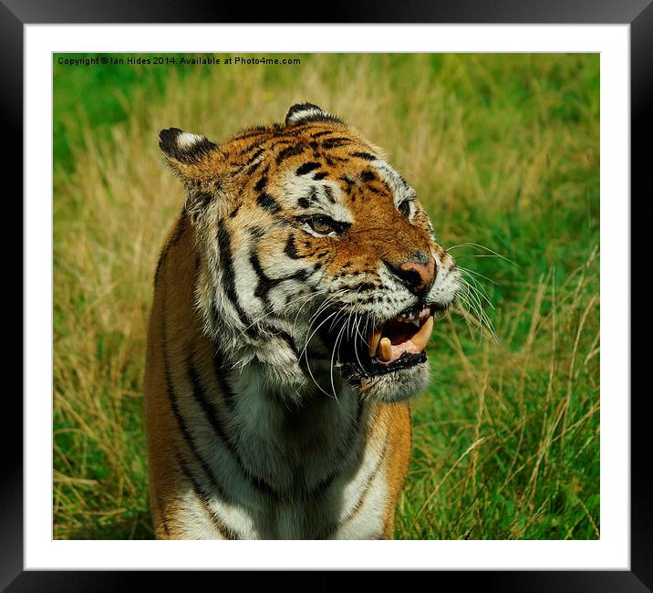  The Roar Framed Mounted Print by Ian Hides