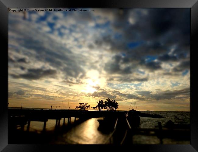  sunset on trees Framed Print by Tony Maher