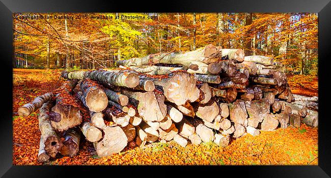  Logs in the Woods Framed Print by Ian Danbury