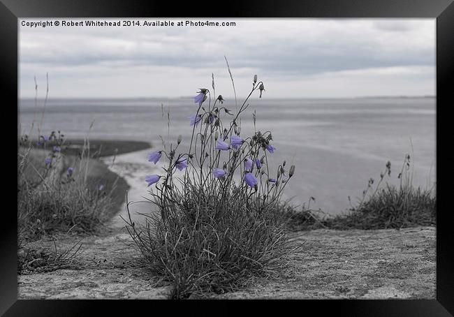  Bluebells on Holy Island Framed Print by Robert Whitehead