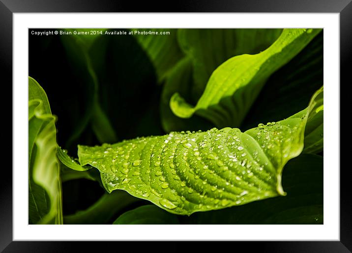  Water on Green Leaves Framed Mounted Print by Brian Garner