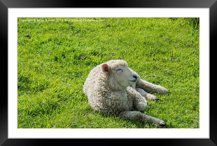  Sleepy Lamb Framed Mounted Print by Brian Garner