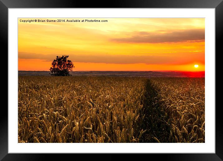 Sunset over the Wheat Framed Mounted Print by Brian Garner
