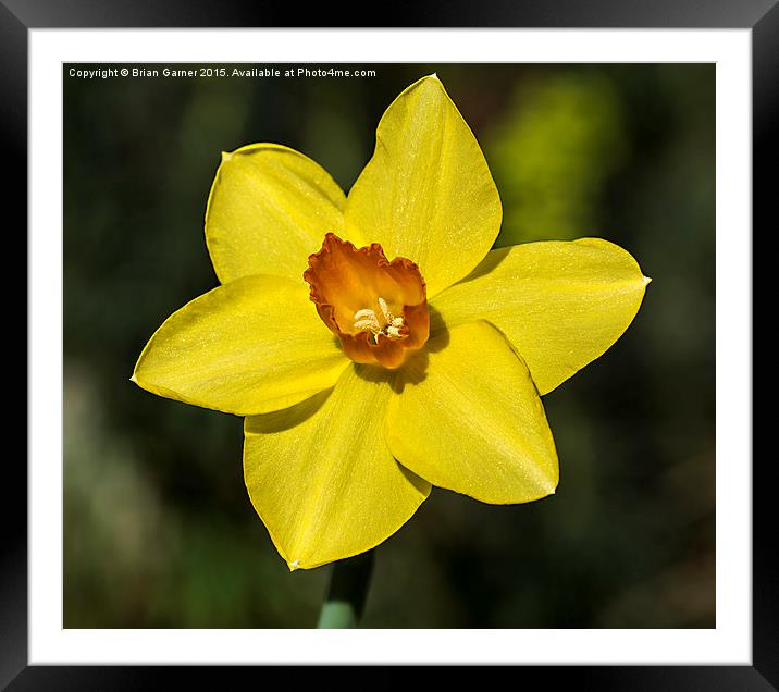  Daffodil in the Sun Framed Mounted Print by Brian Garner