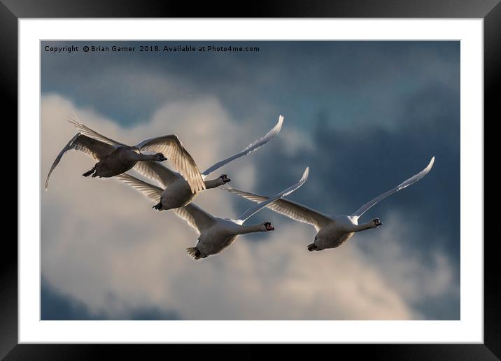 Swans in Flight Framed Mounted Print by Brian Garner