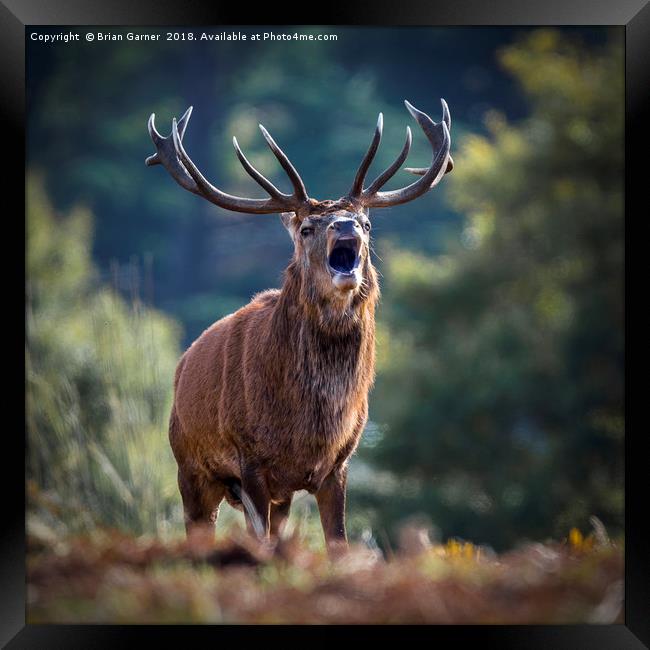 Rutting Red Deer Stag Framed Print by Brian Garner