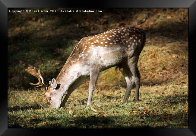 Fallow Deer Buck Framed Print by Brian Garner