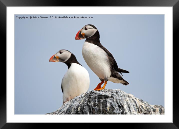 Puffin on Rock Framed Mounted Print by Brian Garner