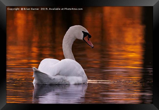 Swan in the Sunset Framed Print by Brian Garner