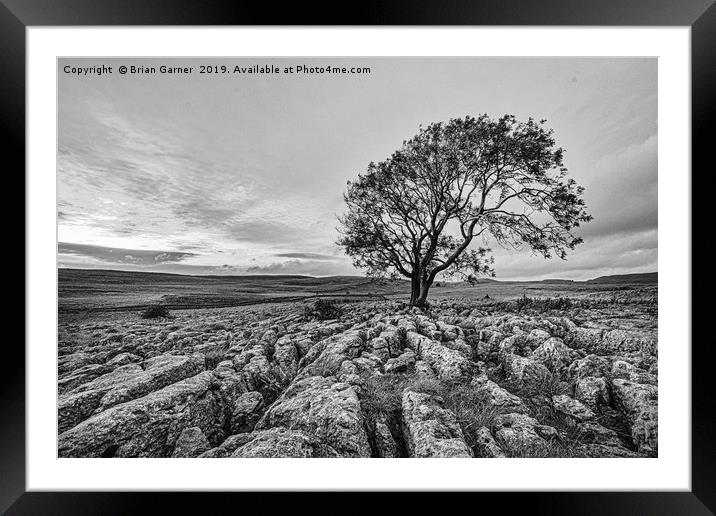 Malham Lone Tree Framed Mounted Print by Brian Garner