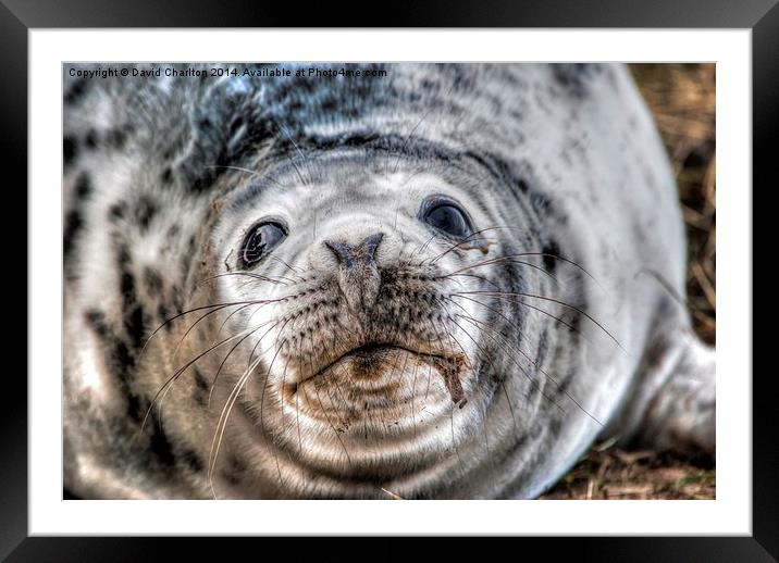 Grey Seal pup Framed Mounted Print by David Charlton