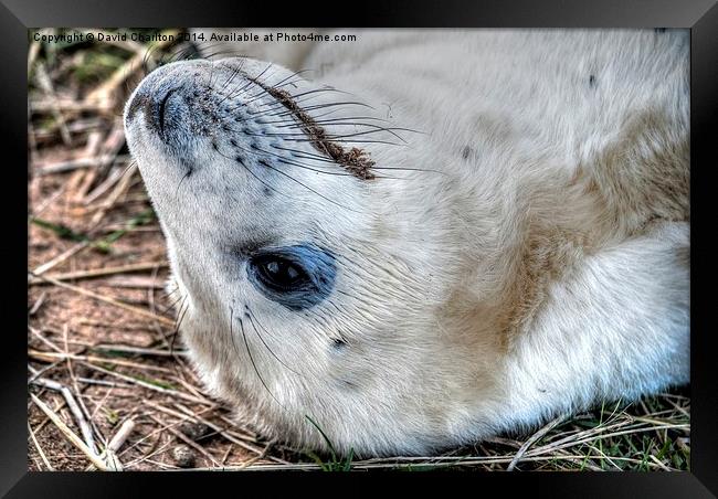 Grey Seal pup Framed Print by David Charlton