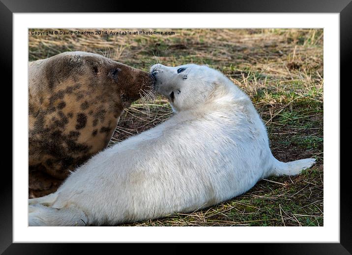  Grey seal mother and pup Framed Mounted Print by David Charlton