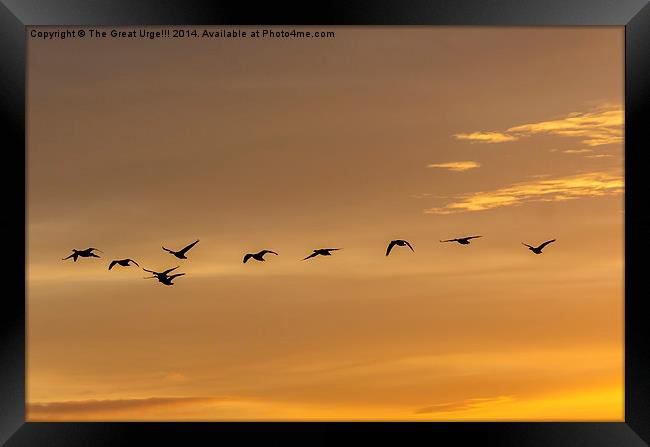  Flock at Sunset Framed Print by David Charlton