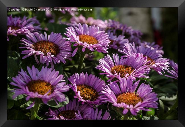  Flora Framed Print by David Charlton