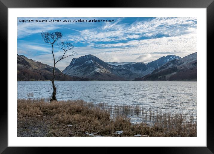   The Lone Tree , Buttermere Framed Mounted Print by David Charlton