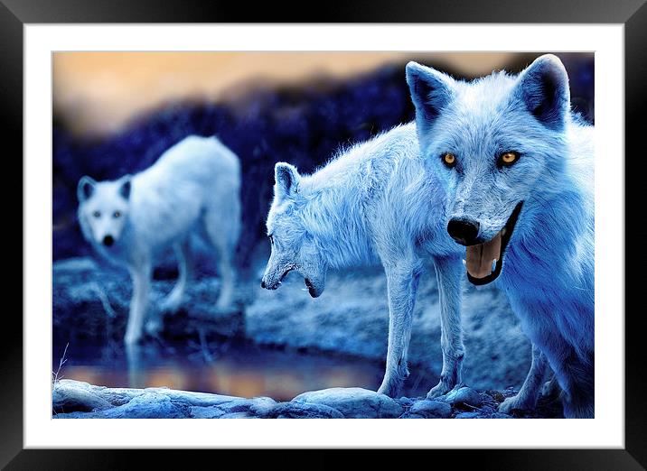  Arctic White Wolves Framed Mounted Print by Mal Bray
