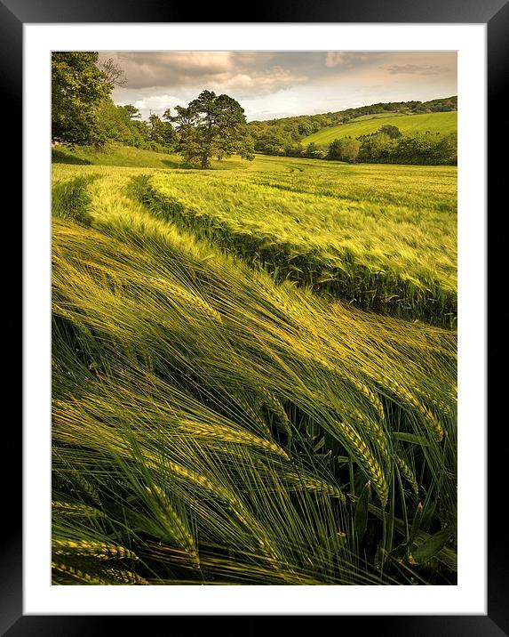  A Windy Day in the Wheat Field Framed Mounted Print by Mal Bray
