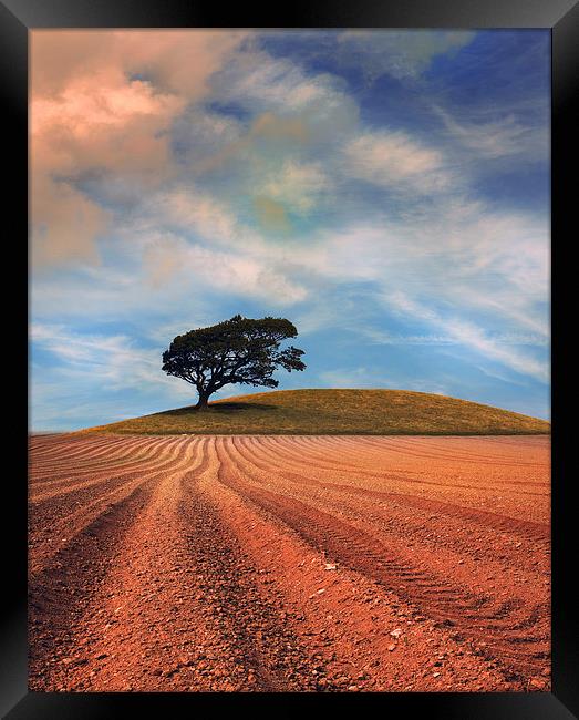  A solitary Tree on a hill near a Ploughed field Framed Print by Mal Bray
