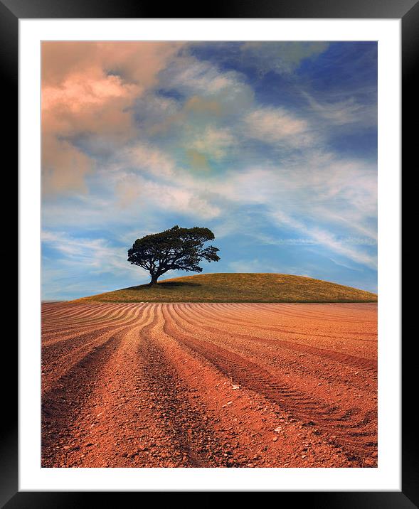  A solitary Tree on a hill near a Ploughed field Framed Mounted Print by Mal Bray