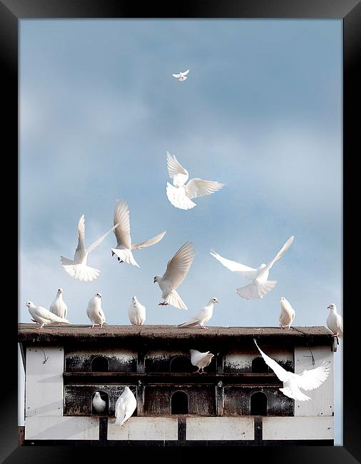  Doves Flocking Around a Dovecote Framed Print by Mal Bray