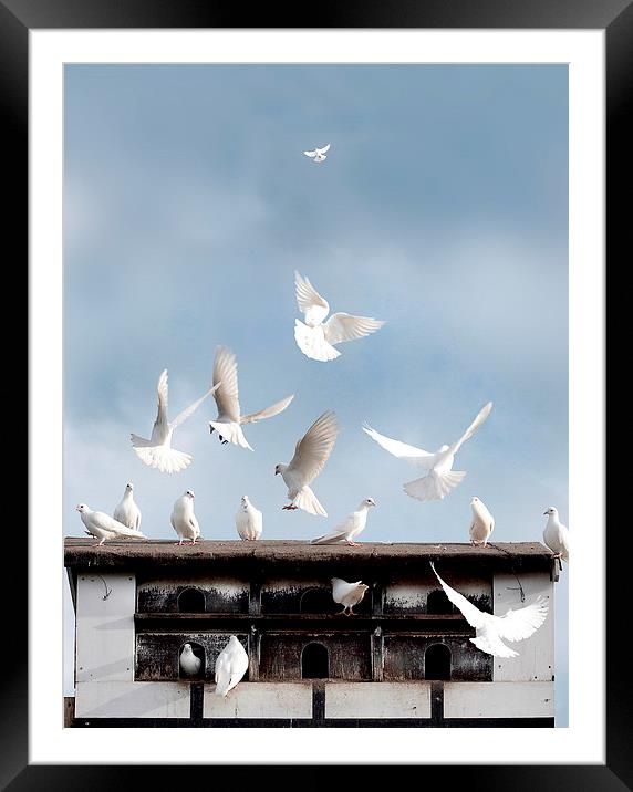  Doves Flocking Around a Dovecote Framed Mounted Print by Mal Bray