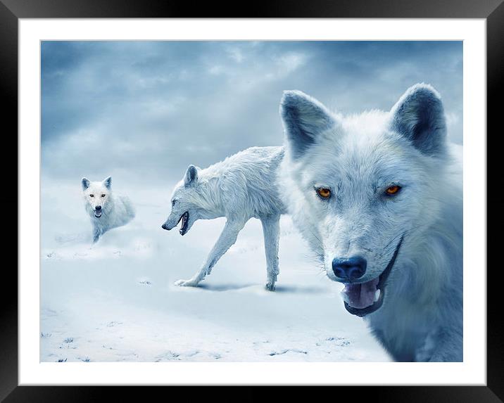  Arctic Wolves Framed Mounted Print by Mal Bray