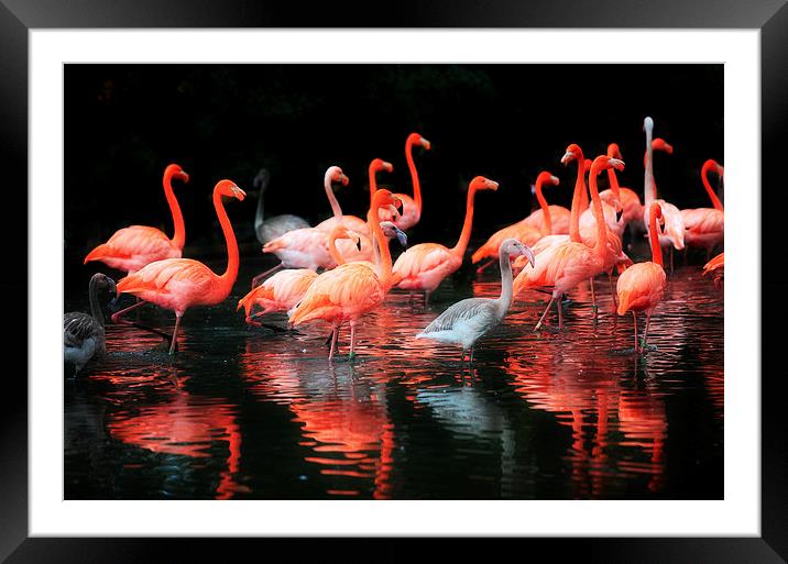  Flamingos Reflected Framed Mounted Print by Mal Bray