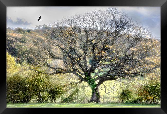  Sunlit tree and a bird Framed Print by Mal Bray