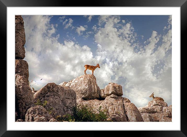 Wild mountain goats - Ibex in El Torcal,  Antequer Framed Mounted Print by Mal Bray