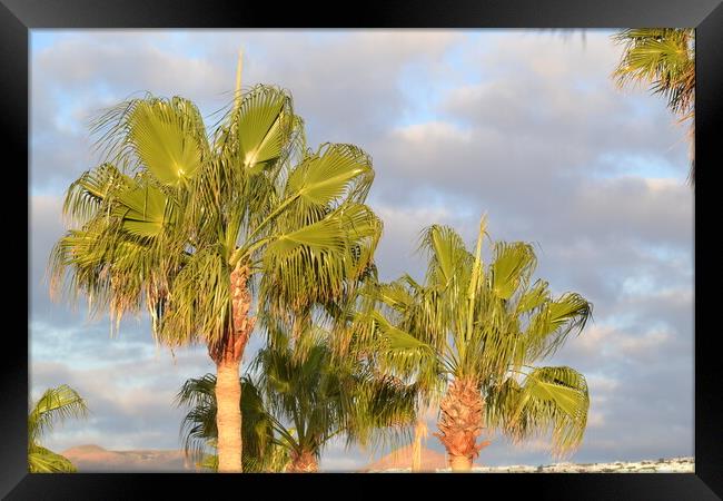 Palm Trees n Lanzarote Framed Print by John Bridge