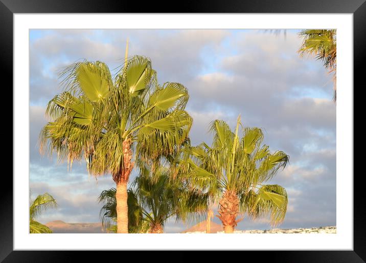 Palm Trees n Lanzarote Framed Mounted Print by John Bridge