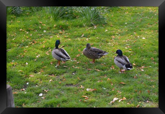 Ducks at Chelmsford Central Park Framed Print by John Bridge