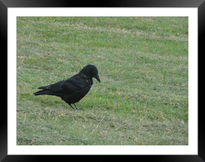 Black Bird Framed Mounted Print by John Bridge