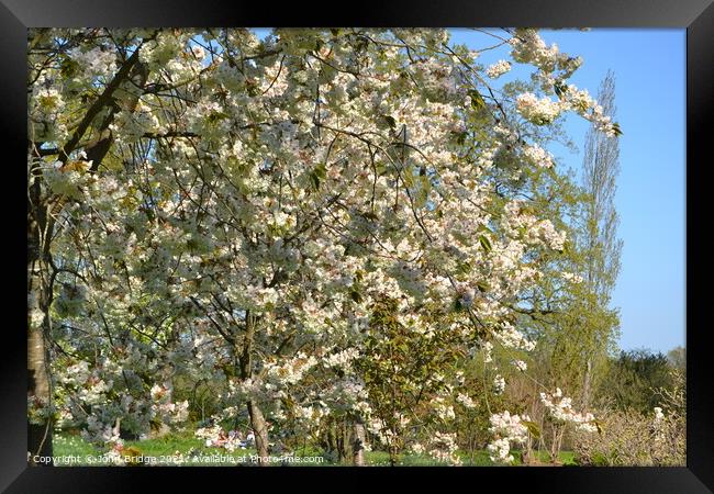 Springtime Bloom in Sissinghurst Framed Print by John Bridge