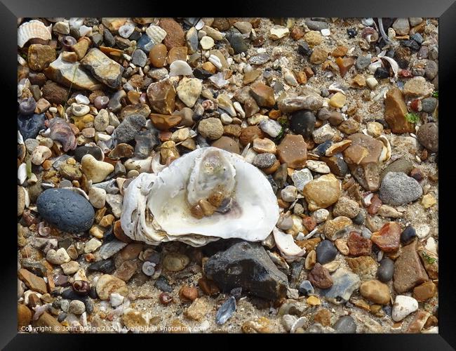 Oyster Shell at West Mersea Framed Print by John Bridge