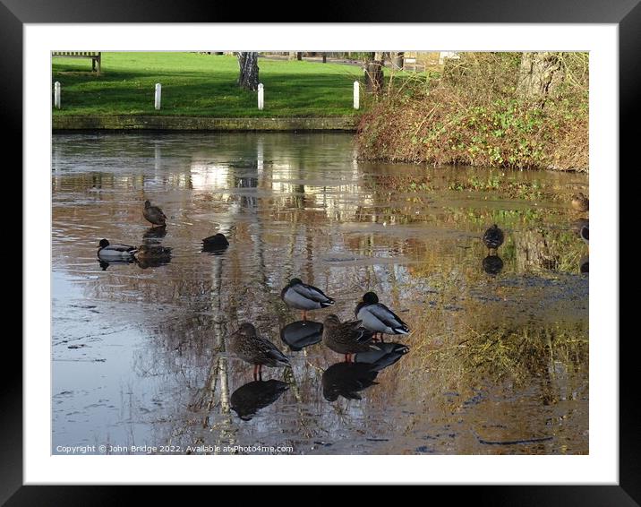 Winter on the Duck  Pond at Writtle Framed Mounted Print by John Bridge